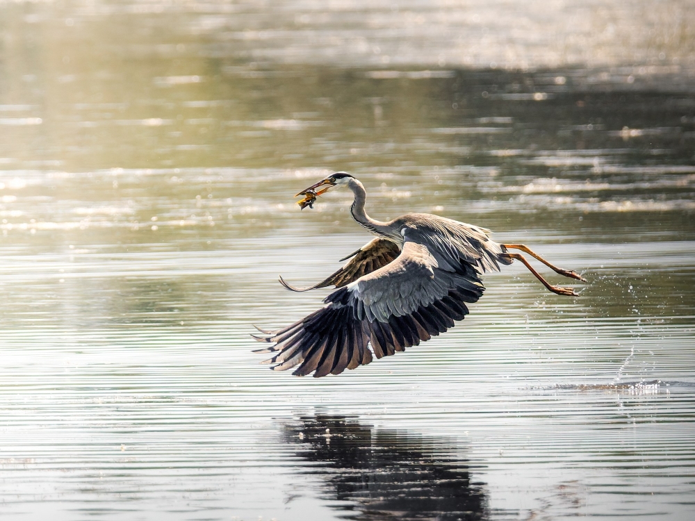 Grey Heron in Rosnay — 70 × 50 cm