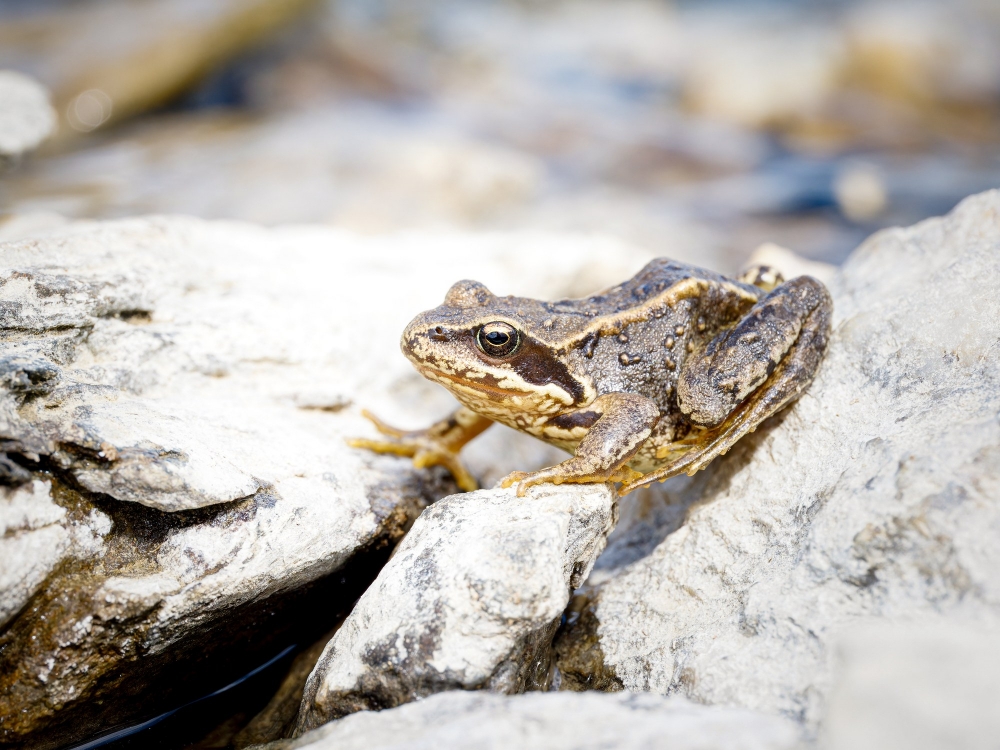 Rana Temporaria — 20250812 — 70 × 50 cm