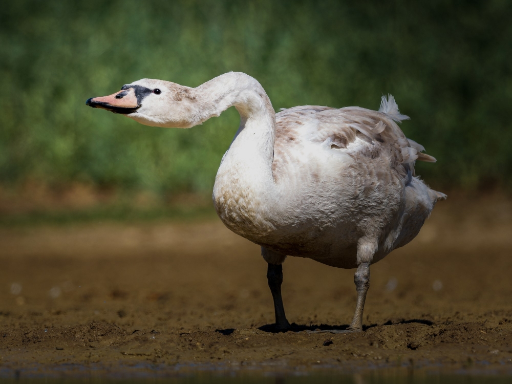 20250331 P3311175 Orf Dxo Deepprimexd — 60 × 40 cm