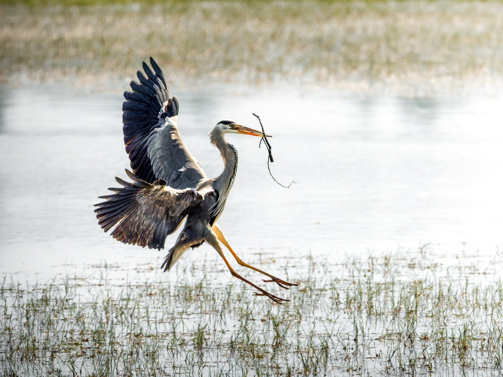 Grey Heron in Rosnay — 70 × 50 cm