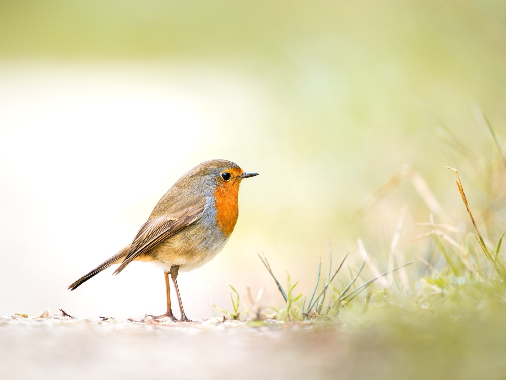 European Robin in 20251201 — 40 × 30 cm