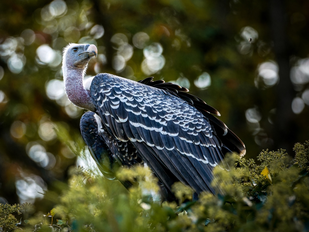 Gyps Fulvus — 20251014 — 70 × 50 cm