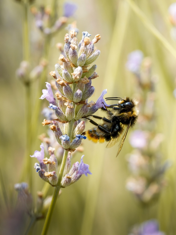 Bombus Lapidarius — Venoy — 50 × 70 cm