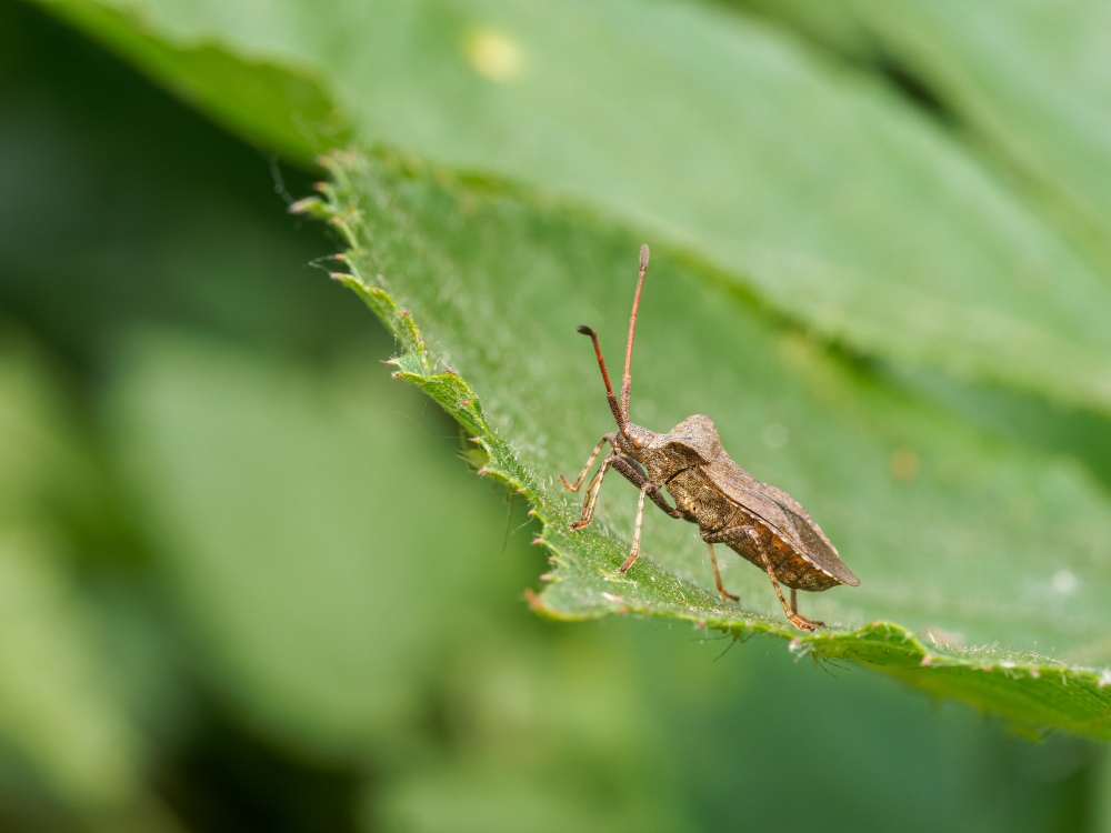 Coreus Marginatus — 20250601 — 40 × 30 cm