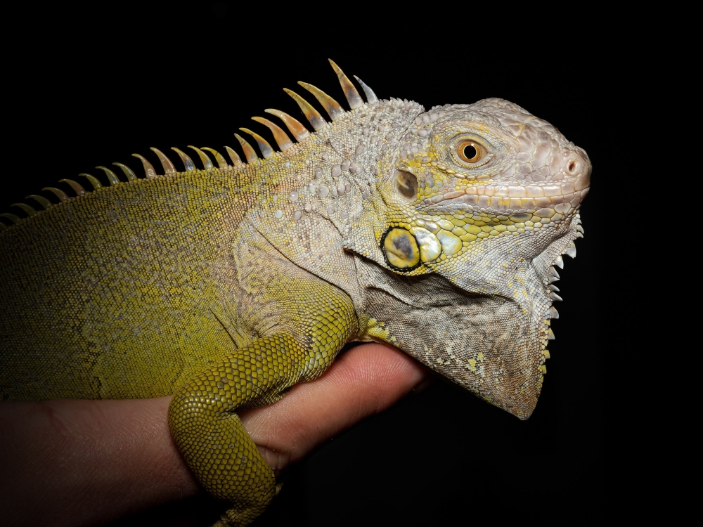 Iguana Iguana — 20251115-2025-11-15 — 60 × 40 cm