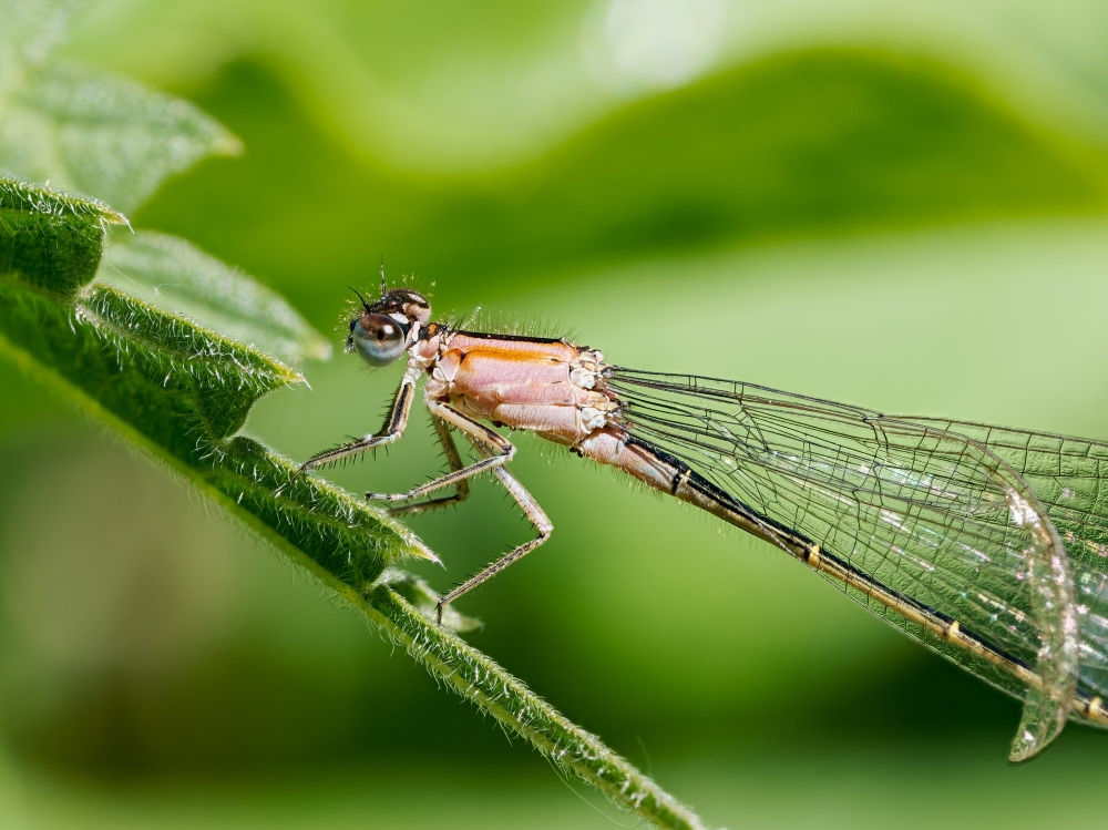 Ischnura Elegans — 20250516 — 60 × 40 cm
