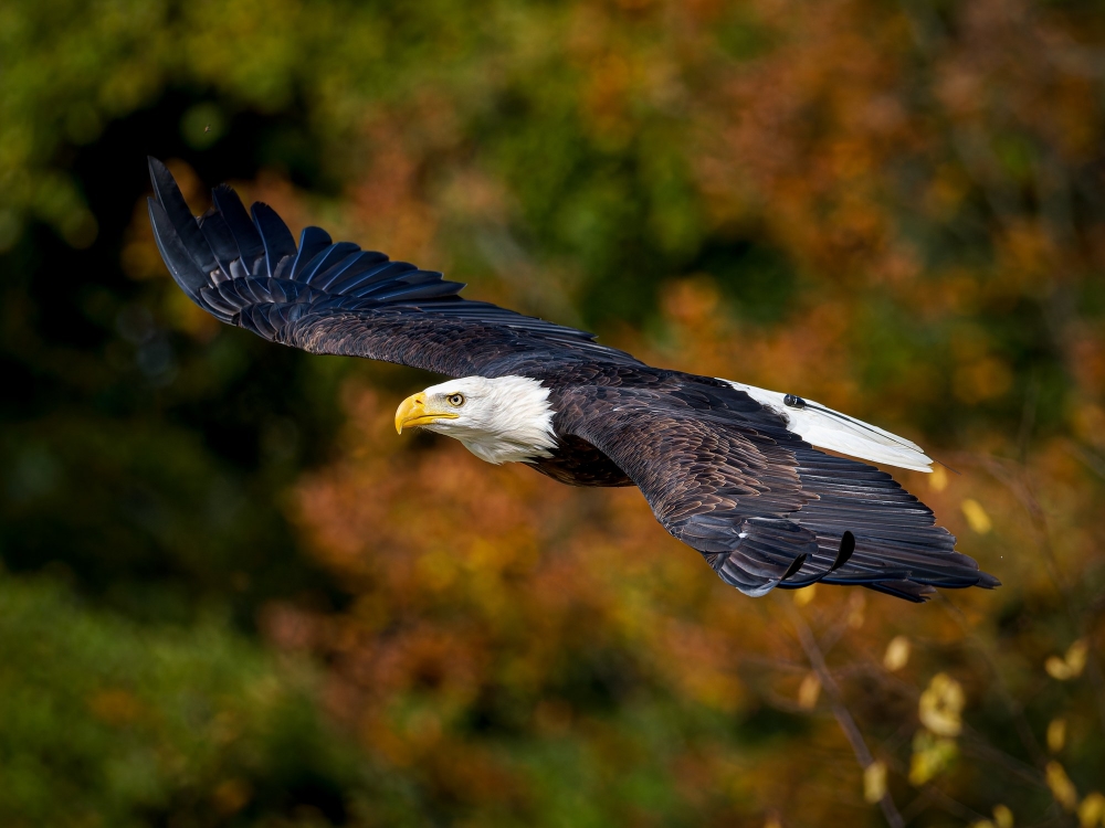 Haliaeetus Leucocephalus — 20251014 — 60 × 40 cm