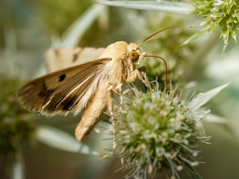 Heliothis Peltigera — Venoy — 60 × 40 cm