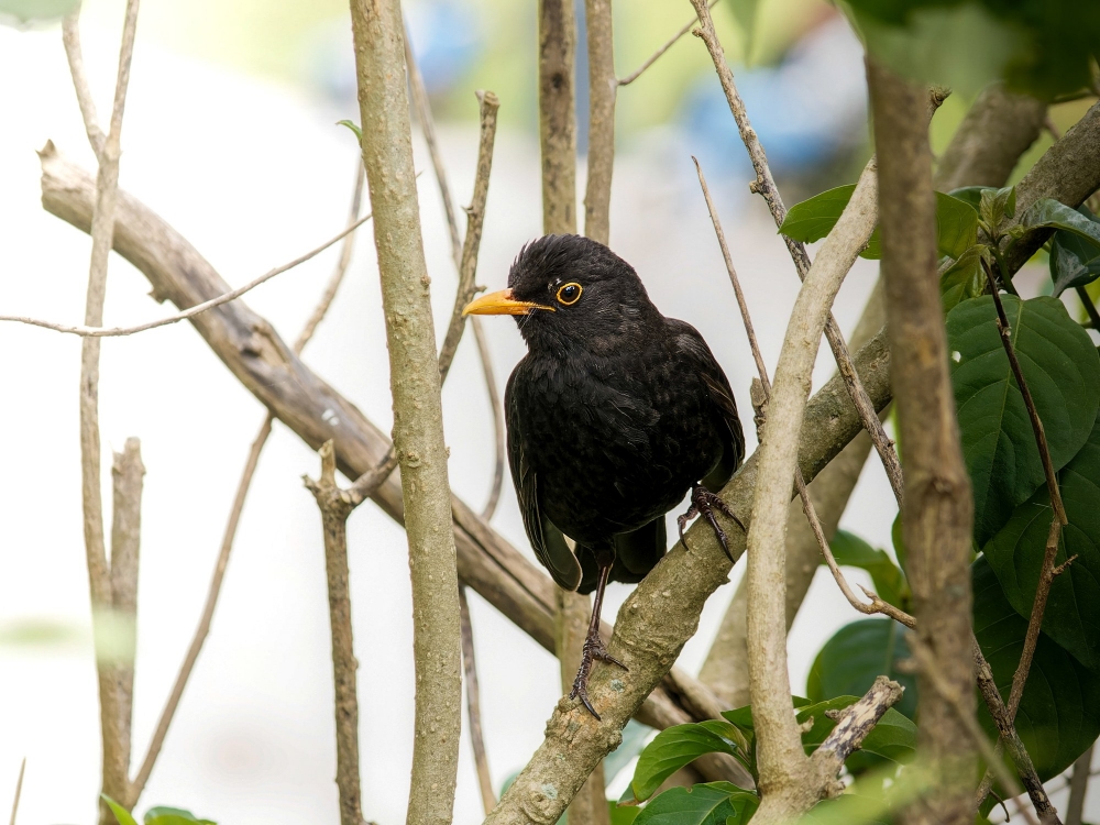 Turdus Merula — Lisbonne