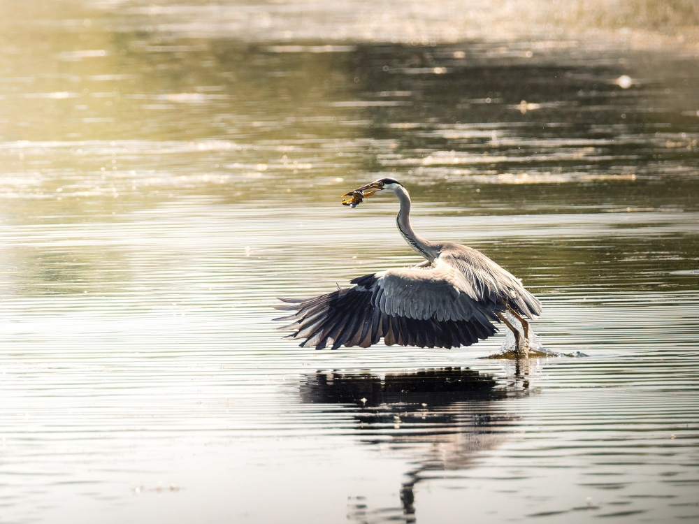 Grey Heron in Rosnay — 70 × 50 cm