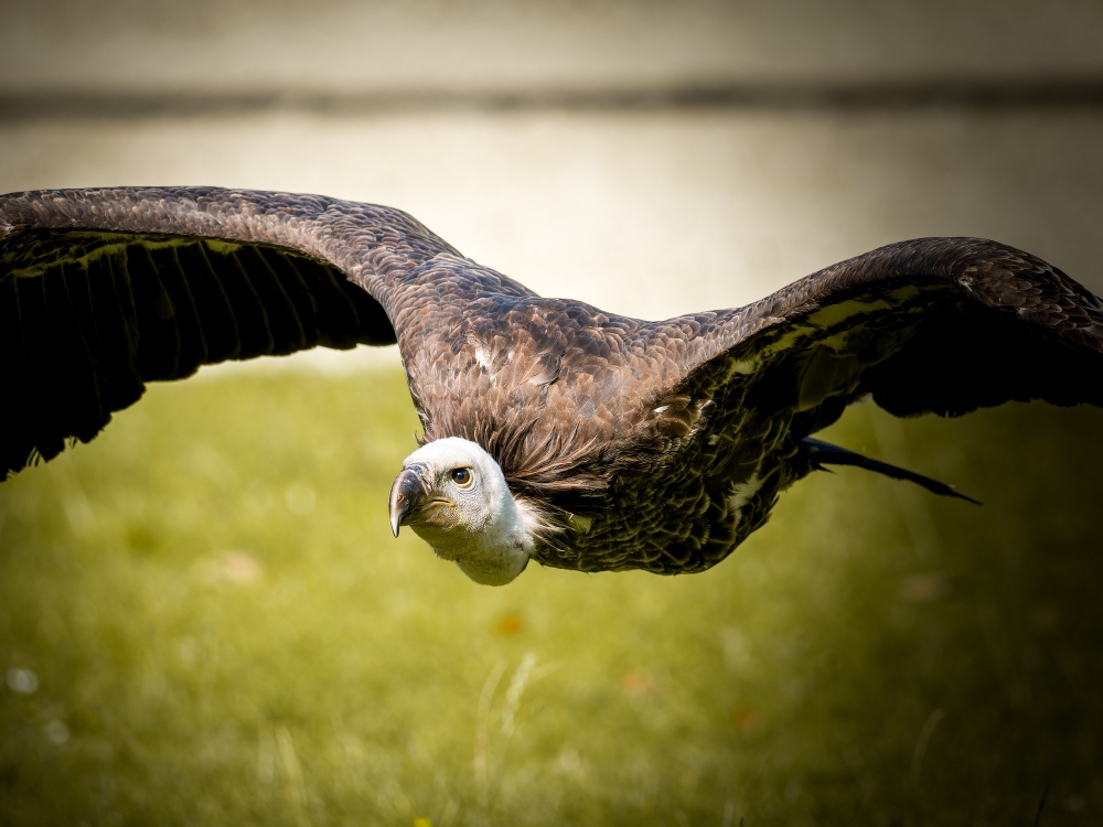 Gyps Fulvus — 20251014 — 40 × 30 cm