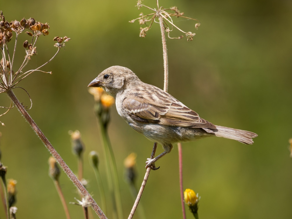 House Sparrow in 20250812 — 40 × 30 cm