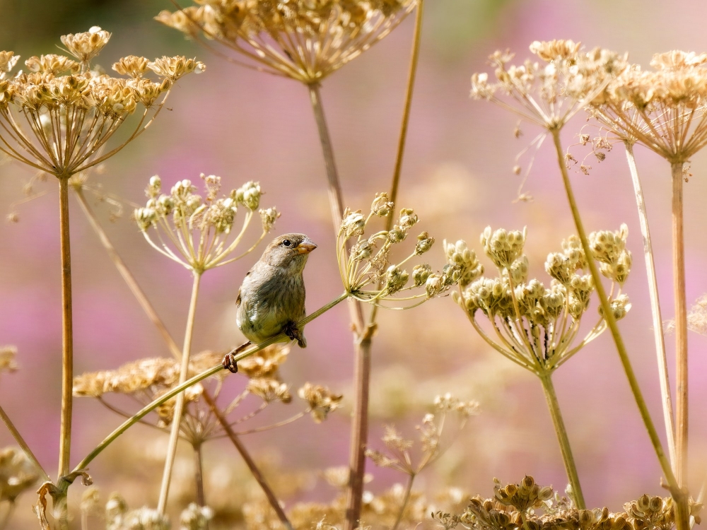 House Sparrow in Tignes — 70 × 50 cm
