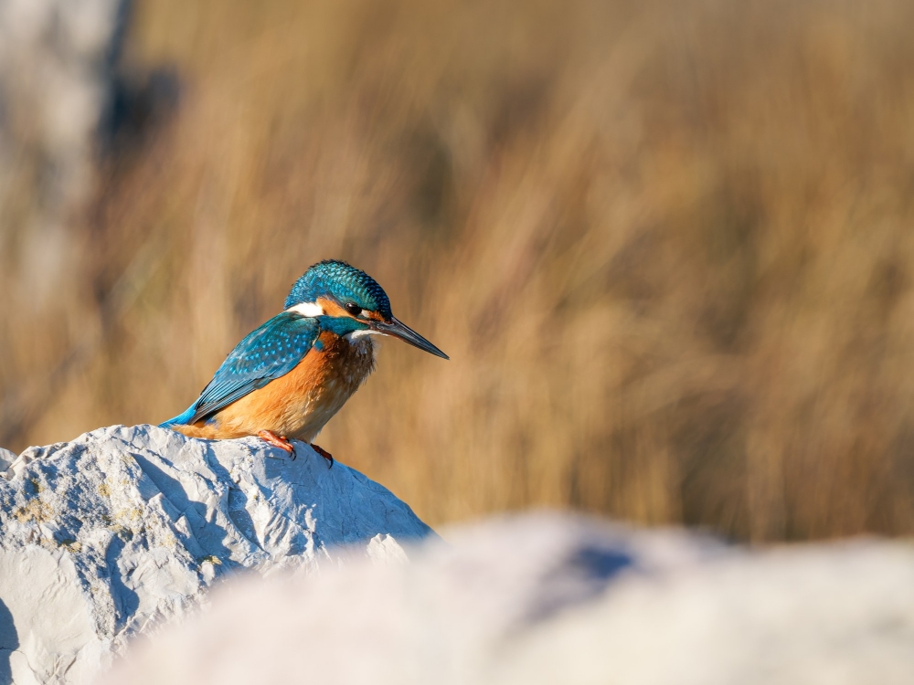 Alcedo Atthis — 20251205 — 40 × 30 cm