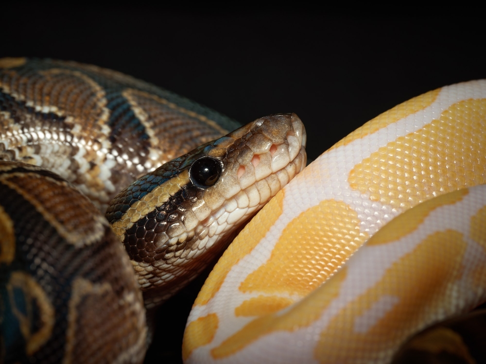 Python Regius — 20251115-2025-11-15 — 70 × 50 cm