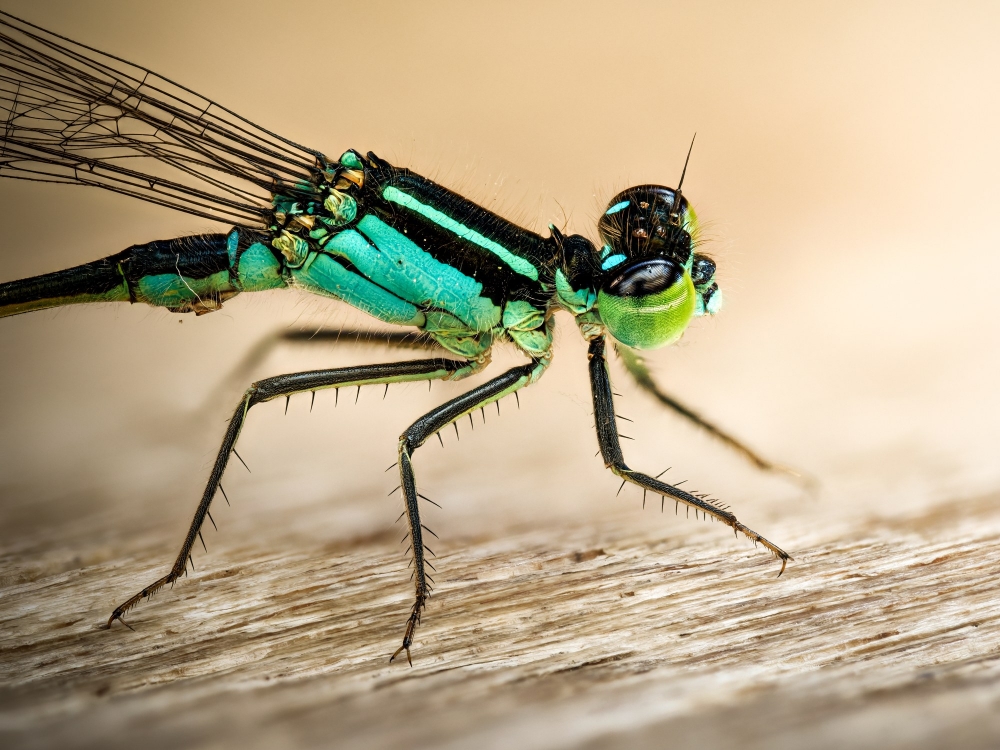 Ischnura Elegans — Mézières-en-Brenne — 40 × 30 cm