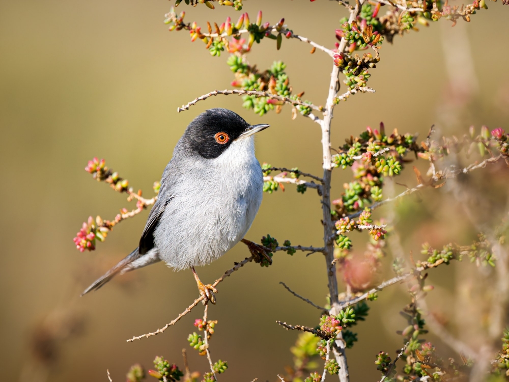Curruca Melanocephala — 20251204 — 40 × 30 cm