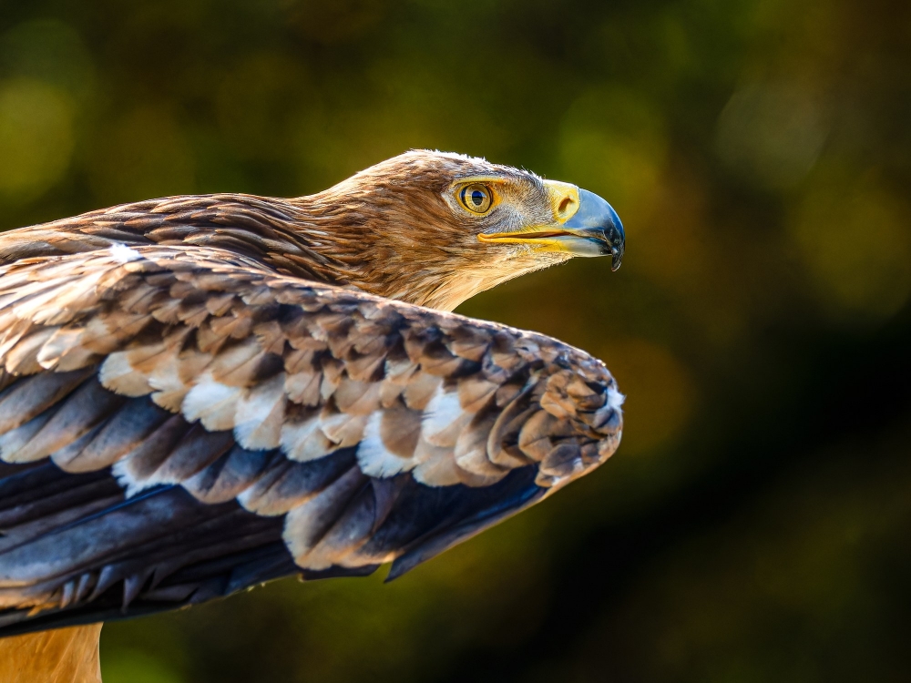 Aquila Chrysaetos — 20251014 — 70 × 50 cm