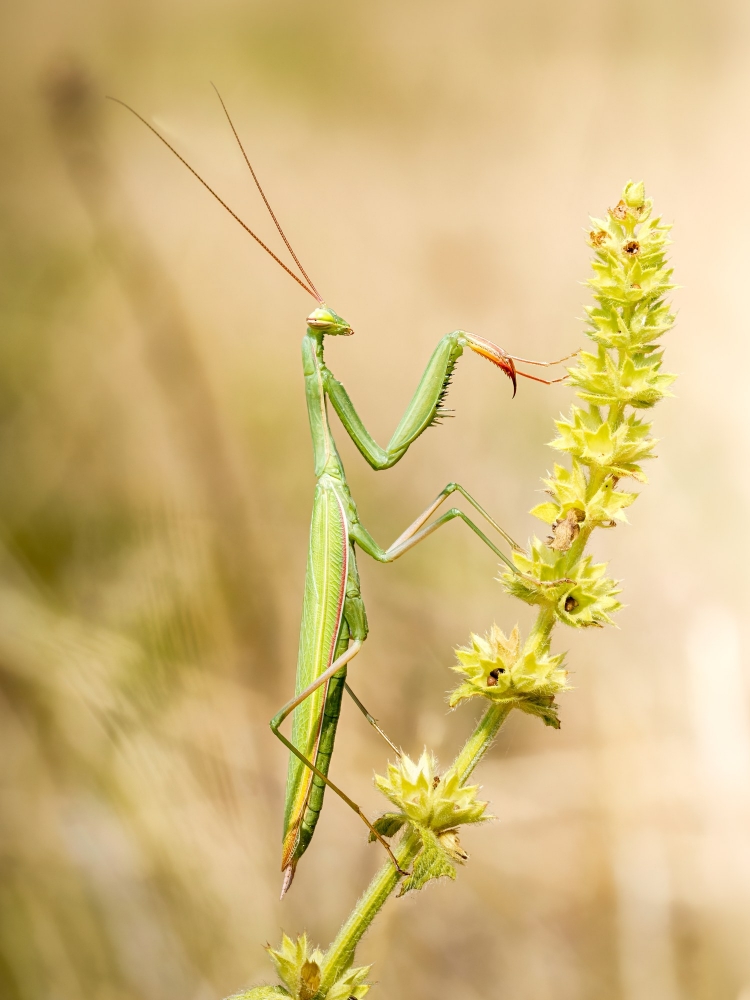 European Praying Mantis in Venoy — 50 × 70 cm