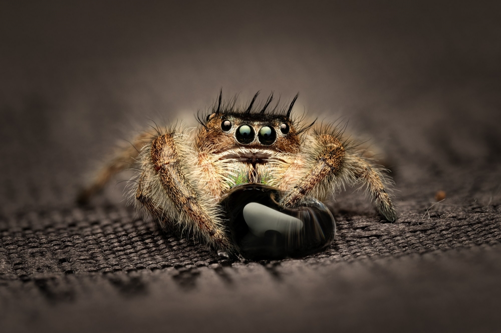 Tronc Turquoise — 20250124,25-MARVIN Phidippus Regius Okeechobee — 60 × 40 cm