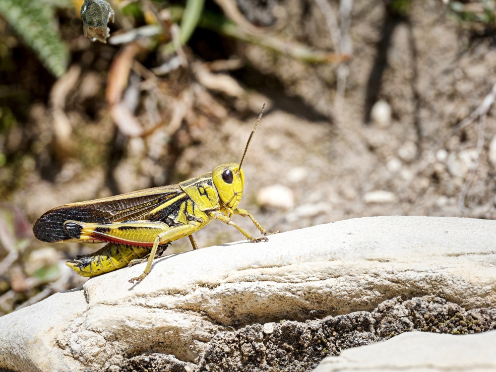 Arcyptera Fusca — 20250811 — 60 × 40 cm