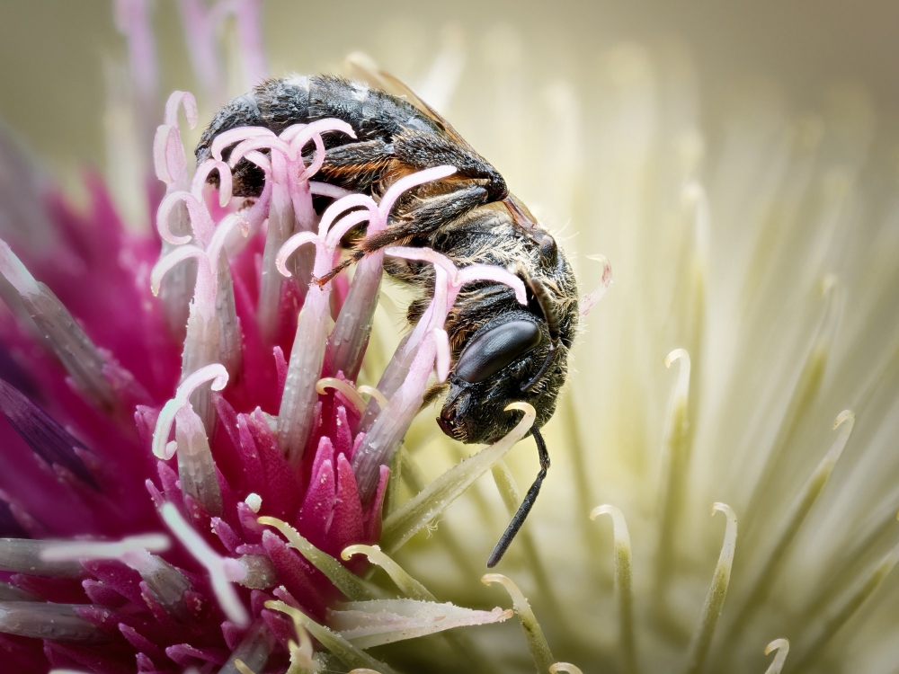Macropis Europaea — 20250722 — 60 × 40 cm