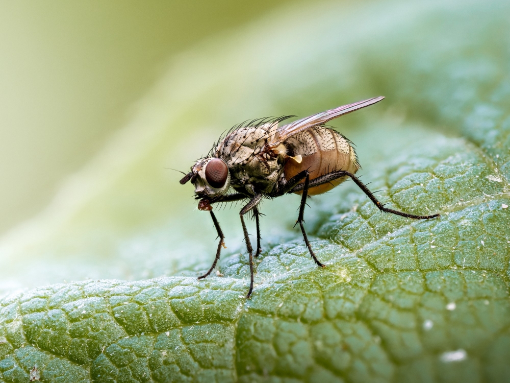 Anthomyiidae Indet — Cheny 