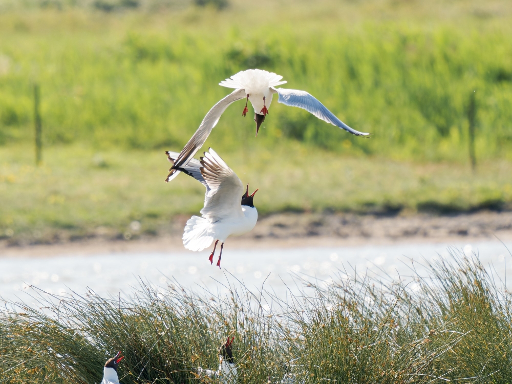 Chroicocephalus Ridibundus — 20250518 — 40 × 30 cm