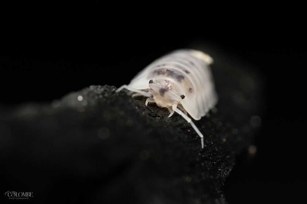 20250125 Porcellio Laevis Dairy Cow — 60 × 40 cm