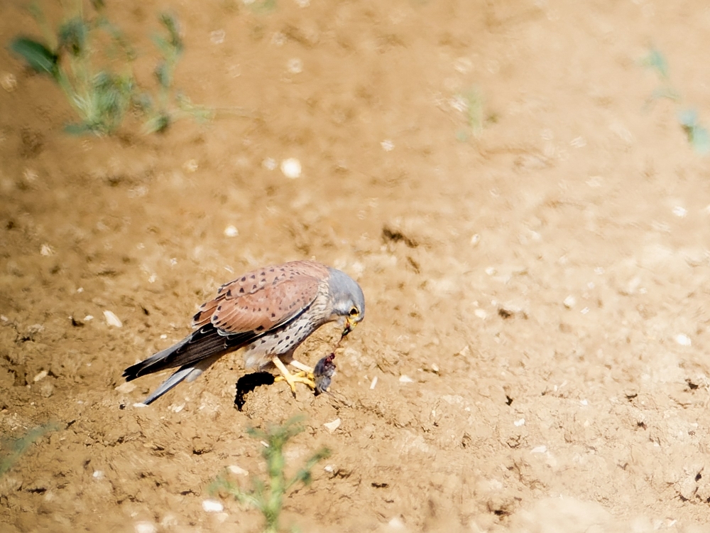 Falco Tinnunculus — Vergigny 