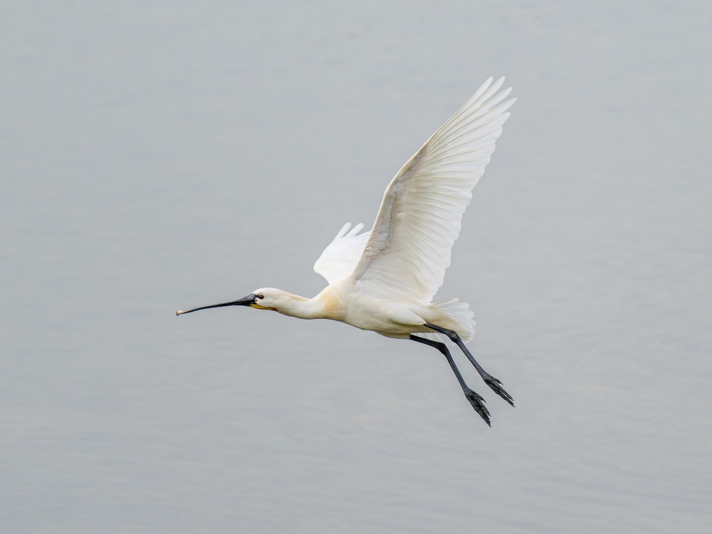 Platalea Leucorodia — 20250518 — 40 × 30 cm
