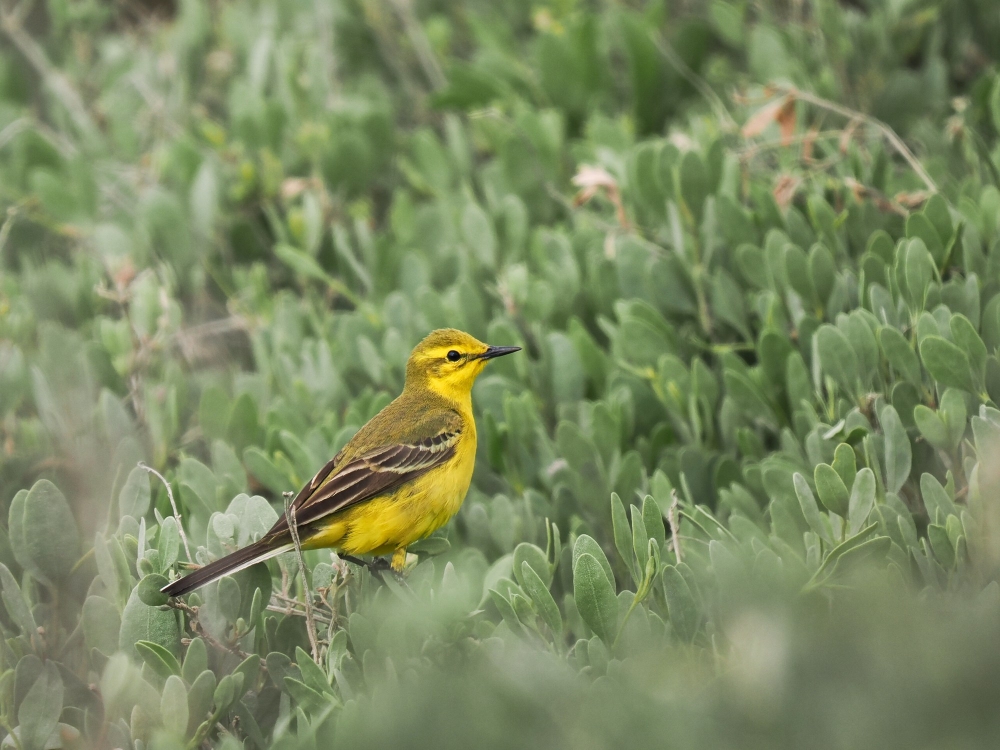 Motacilla Flava Flavissima — 20250518 — 60 × 40 cm