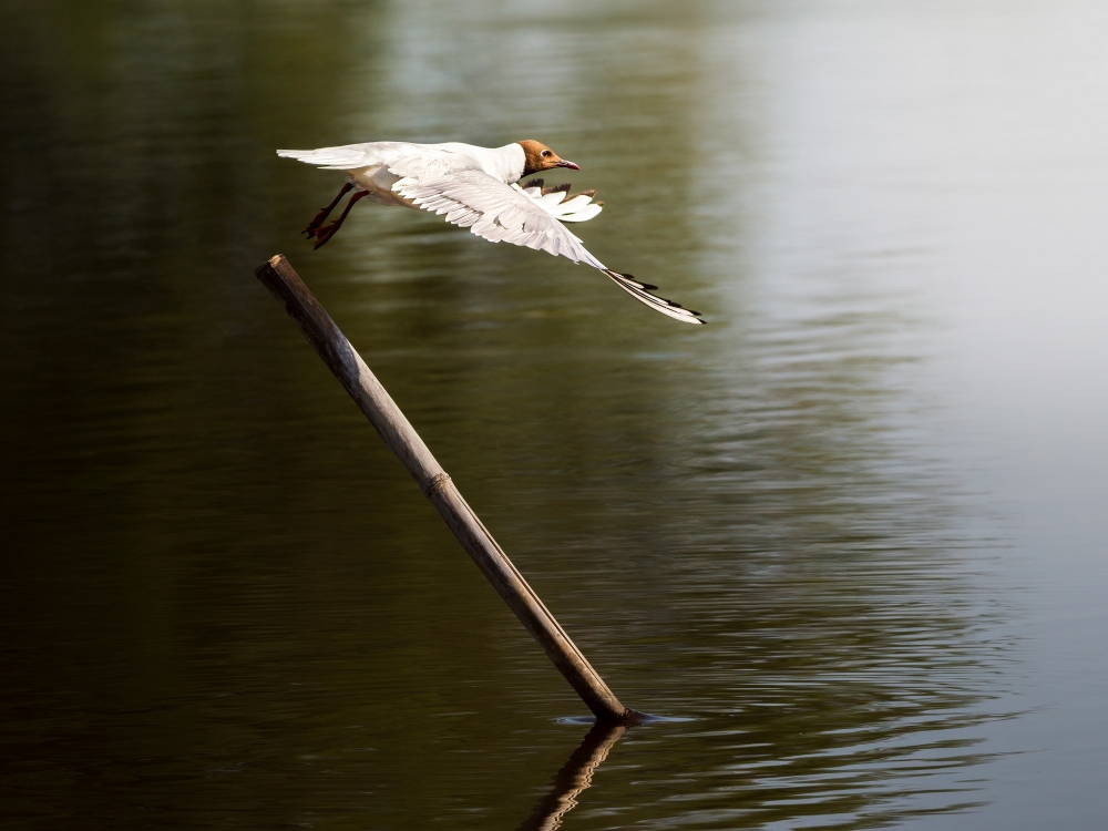 Chroicocephalus Ridibundus — Mézières-en-Brenne — 60 × 40 cm