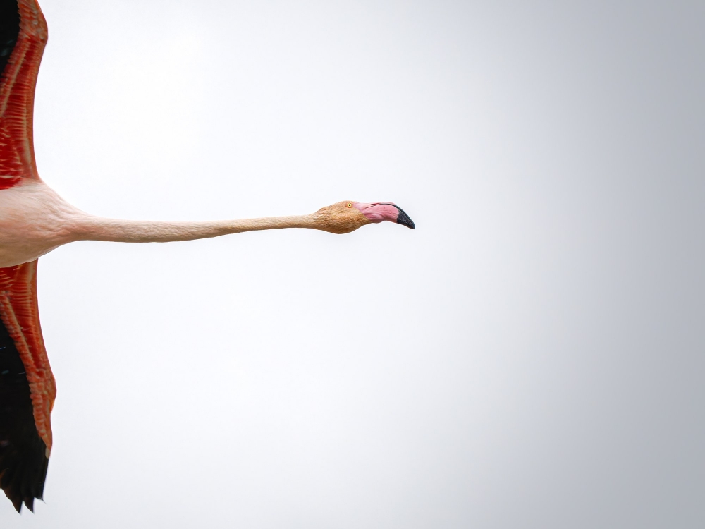 Phoenicopterus Roseus — 20251201 — 40 × 30 cm