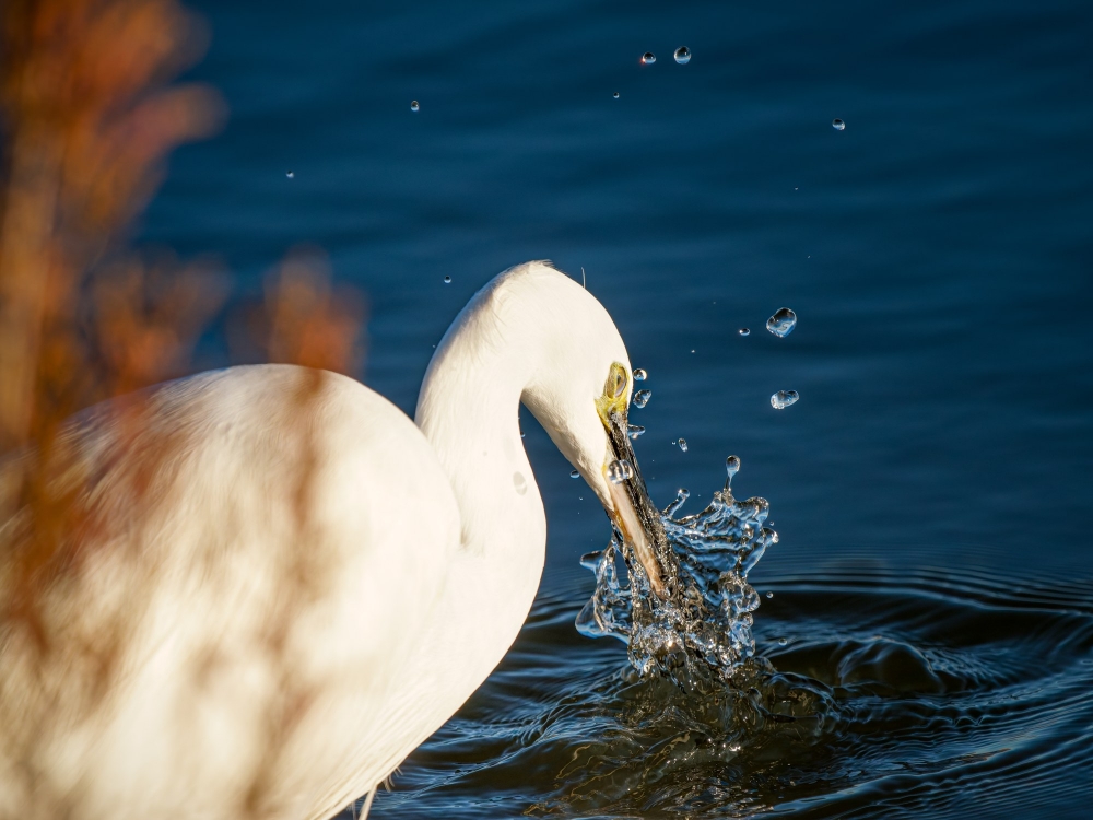 Egretta Garzetta — 20251205 — 40 × 30 cm