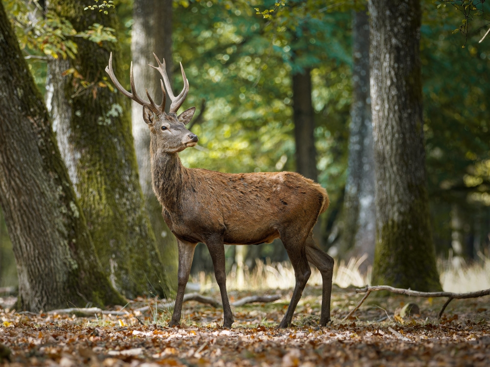 Cervus Elaphus — 20251014 — 40 × 30 cm