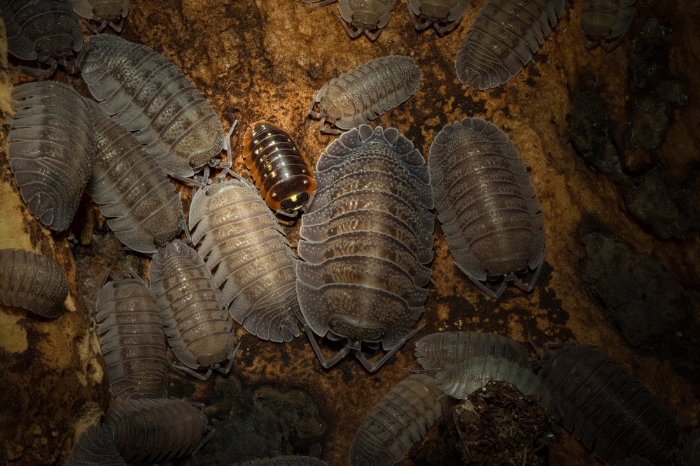 20250125 Armadillidium Pericae — 70 × 50 cm