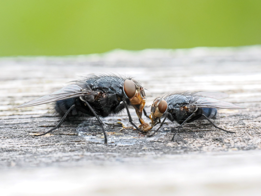 Calliphora Vicina — 20250518 — 60 × 40 cm