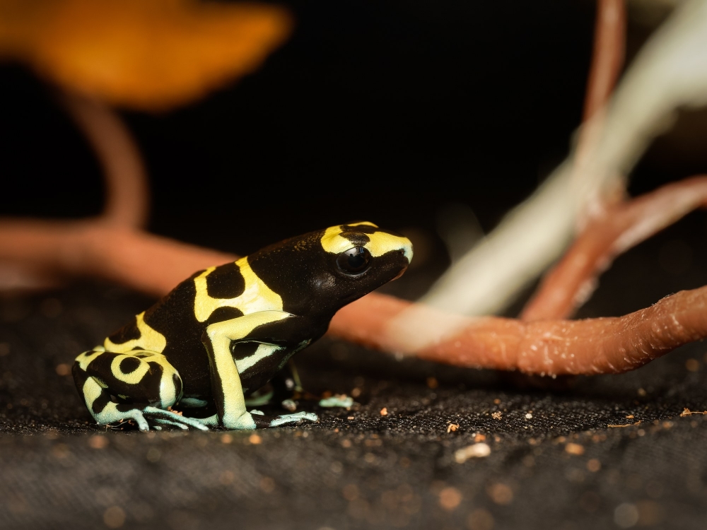 Dendrobates Leucomelas — 20251115-2025-11-15 — 40 × 30 cm