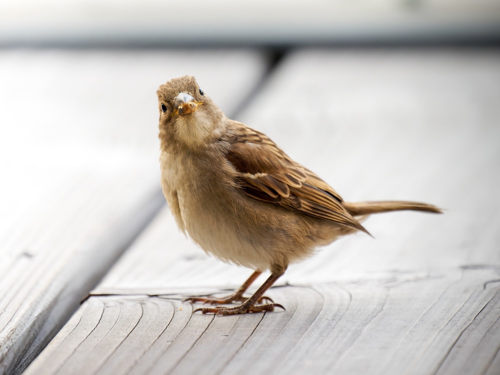 House Sparrow in Tignes — 60 × 40 cm