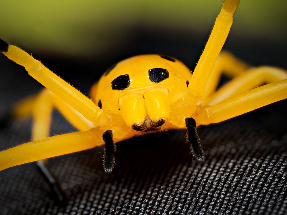 Platythomisus Octomaculatus — 20251118-2025-11-15 — 70 × 50 cm