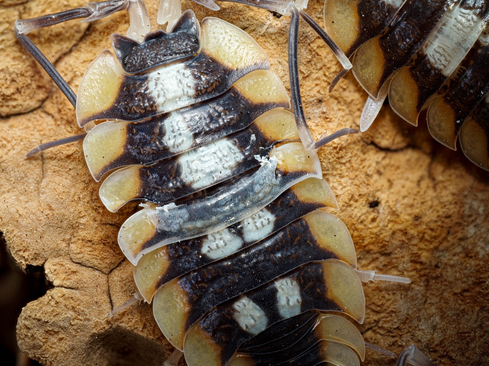 Porcellio Expansus — 60 × 40 cm