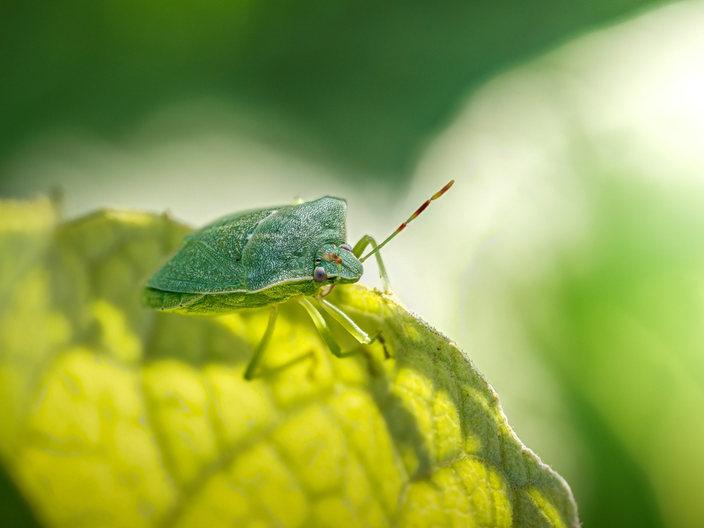 Nezara Viridula — Cheny — 40 × 30 cm