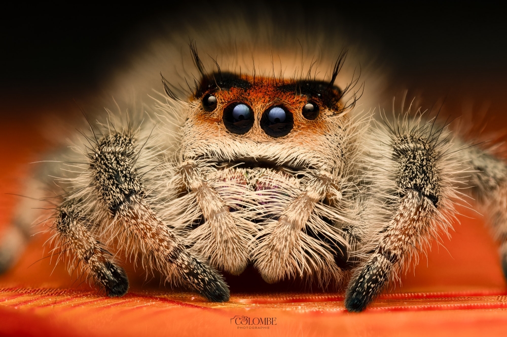 20250124,25 Abaddon Phidippus Regius Florida — 40 × 30 cm