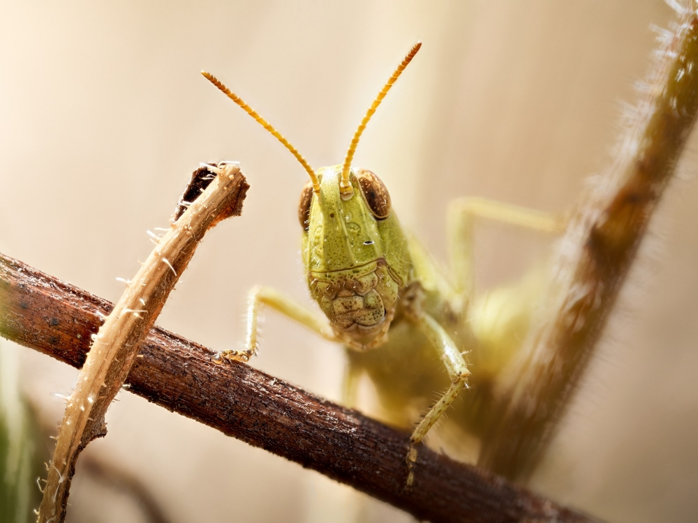 Chorthippus Biguttulus Group — Cheny — 40 × 30 cm