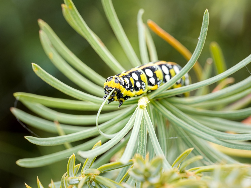 Hyles Euphorbiae — 20250810 — 70 × 50 cm