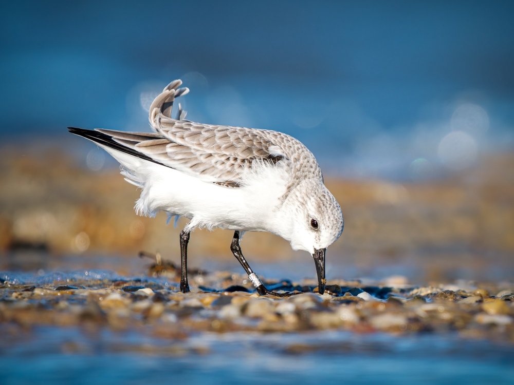 Calidris Alba — 20251205 — 60 × 40 cm