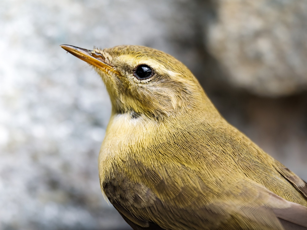 Phylloscopus Trochilus — Tignes — 60 × 40 cm