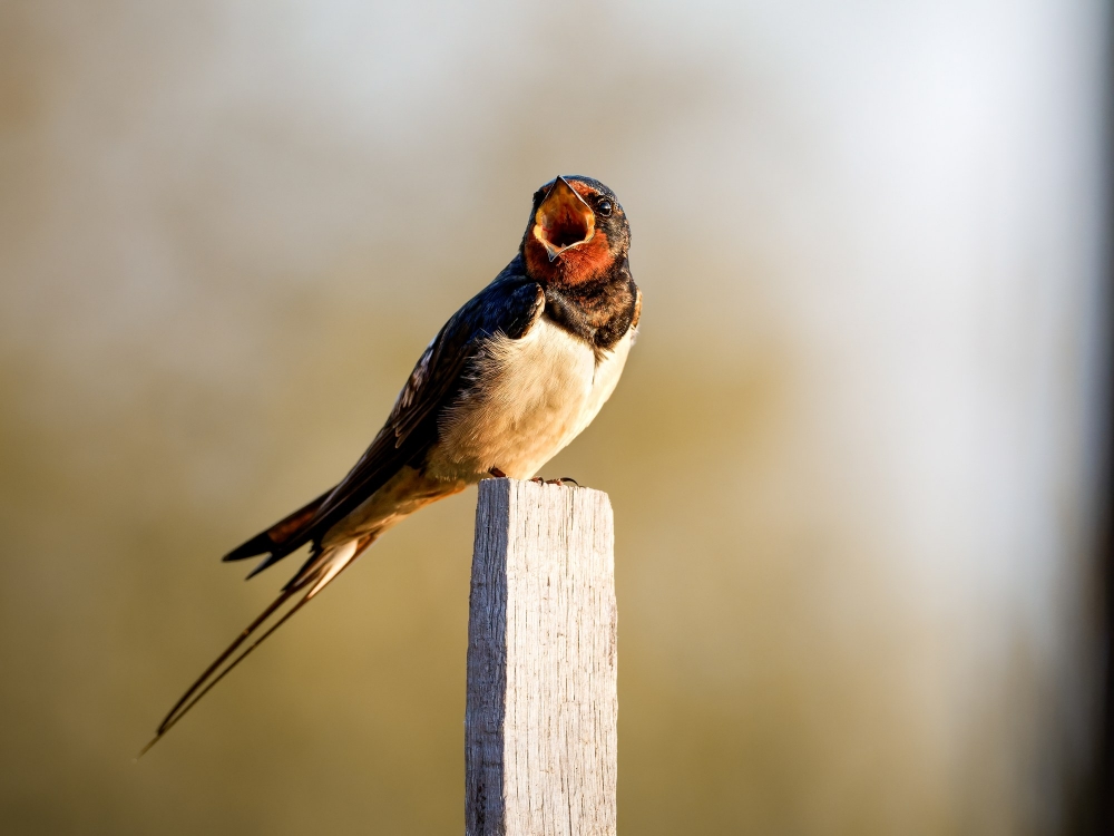Hirundo Rustica — Rosnay — 60 × 40 cm