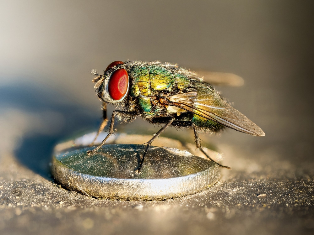 Lucilia Sericata — Sceaux — 40 × 30 cm